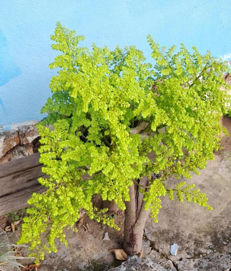 Sitio Sao Benedito Pirenópolis Buitenkant foto