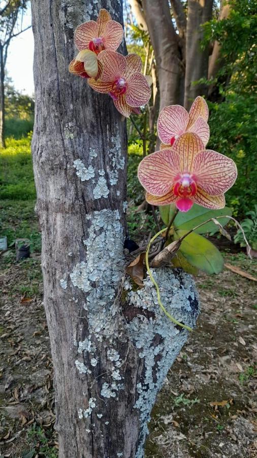 Sitio Sao Benedito Pirenópolis Buitenkant foto